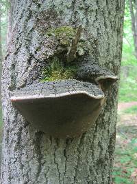 Phellinus tremulae image