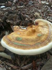 Ganoderma zonatum image