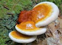 Ganoderma tsugae image