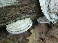 Ganoderma applanatum image