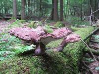 Ganoderma tsugae image