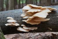 Pleurotus populinus image