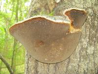 Phellinus tremulae image