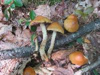 Cortinarius corrugatus image