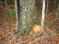 Laetiporus sulphureus image