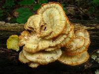 Laetiporus sulphureus image