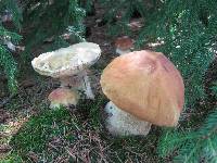 Boletus chippewaensis image