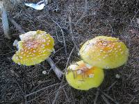 Amanita muscaria var. guessowii image