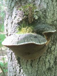 Phellinus tremulae image