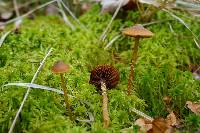 Galerina paludosa image