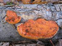 Pycnoporus cinnabarinus image