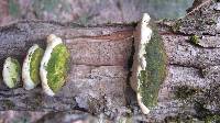 Oxyporus populinus image