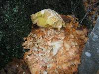 Laetiporus sulphureus image