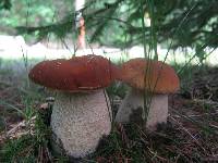 Boletus chippewaensis image