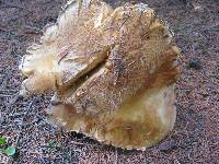 Boletus chippewaensis image