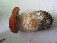 Boletus chippewaensis image