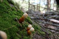 Ganoderma tsugae image