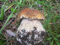 Boletus chippewaensis image