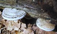 Ganoderma applanatum image