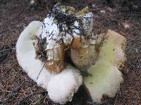 Boletus chippewaensis image