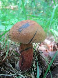 Boletus subvelutipes image