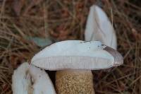 Tylopilus felleus image