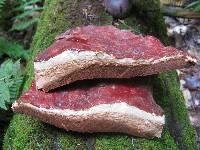 Ganoderma tsugae image