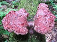 Ganoderma tsugae image