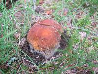 Boletus chippewaensis image