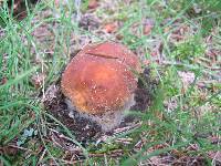 Boletus chippewaensis image