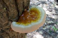 Ganoderma tsugae image