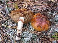 Cortinarius mucosus image