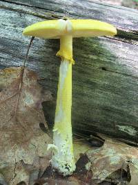 Amanita flavoconia image