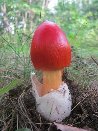 Amanita jacksonii image