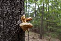 Pleurotus populinus image