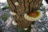 Ganoderma tsugae image