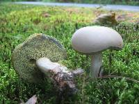 Boletus pallidus image