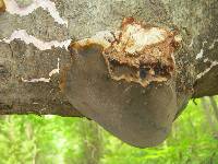 Phellinus tremulae image