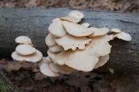 Pleurotus populinus image