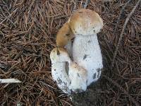 Boletus chippewaensis image