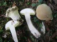 Boletus pallidus image