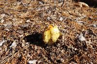 Amanita muscaria image
