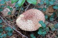 Suillus pictus image