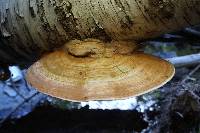 Ganoderma applanatum image