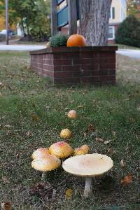 Amanita muscaria image