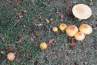 Amanita muscaria var. guessowii image