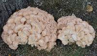 Laetiporus cincinnatus image