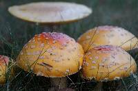 Amanita muscaria image