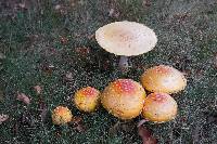 Amanita muscaria var. guessowii image