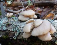 Pleurotus populinus image